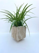 Load image into Gallery viewer, The Textured Planter (Travertine)
