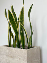 Load image into Gallery viewer, Sansevieria Trifasciata in a Travertine pot
