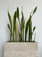 Load image into Gallery viewer, Sansevieria Trifasciata in a Travertine pot
