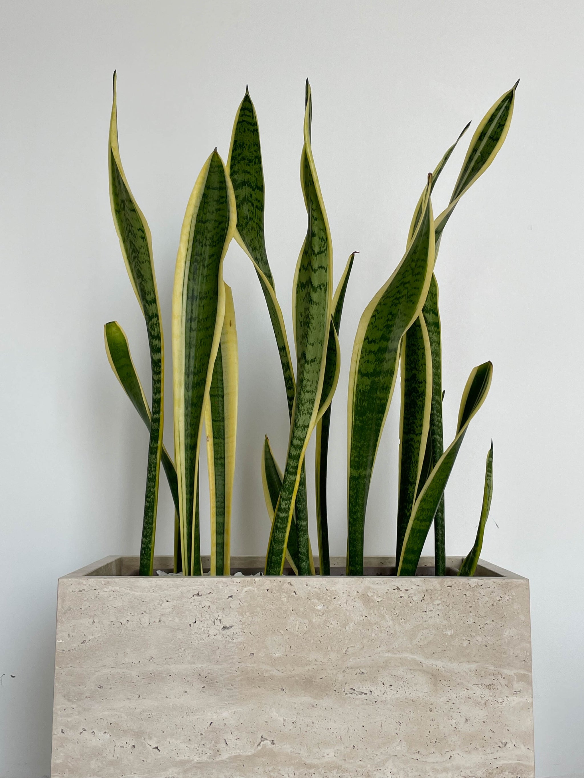 snake plant in rectangular planter Sansevieria Trifasciata in a Travertine pot – The Local Designs